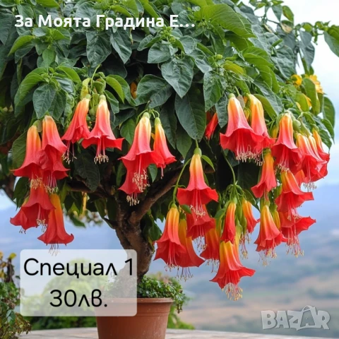 Бругманзия датура - Ангелски тромпет , снимка 7 - Градински цветя и растения - 50632610
