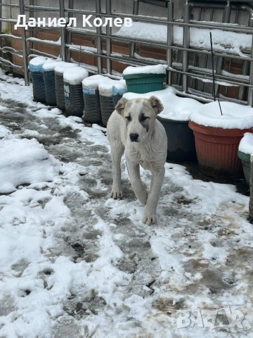 Продавам женски алабаи, снимка 9 - Алабай - 53400045