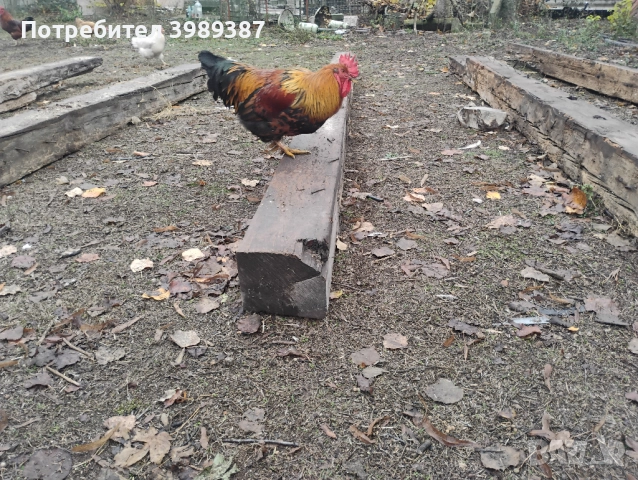 Дървени греди 20х20 см. 4 метра от 1908 година (много добро състояние), снимка 7 - Други стоки за дома - 52639809