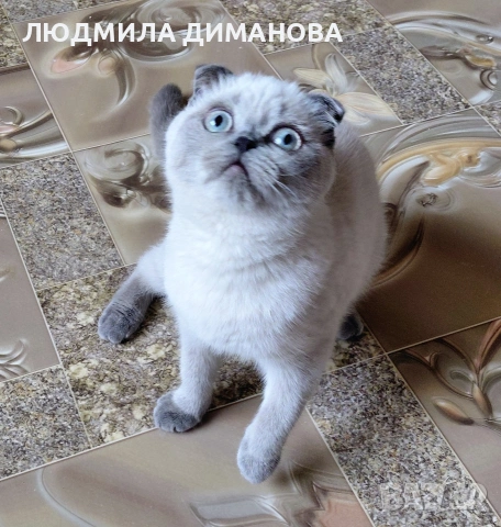 Шотландско момиче със сини очи , снимка 5 - Британска късокосместа - 53016130