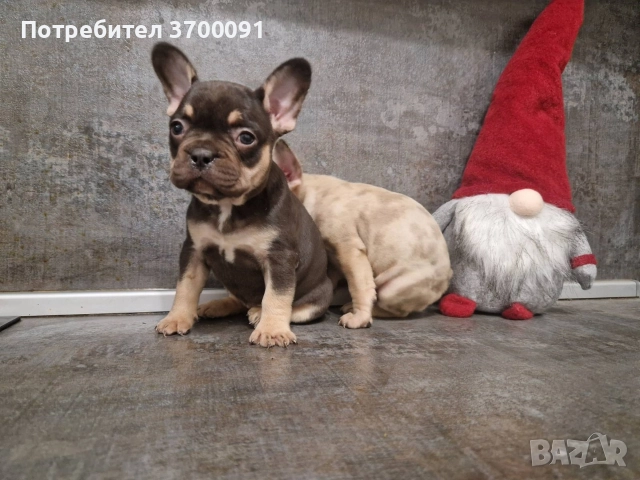 френски булдог/ булдочета, снимка 3 - Френски булдог - 52681586