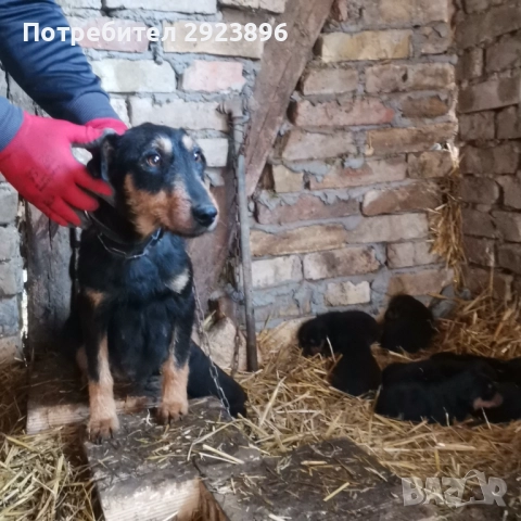 Ягдтериер, снимка 5 - Ягдтериер - 52424138