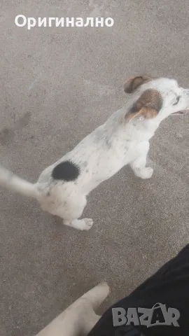 Джак ръсел 05.12.2024г , снимка 7 - Джак ръсел териер - 49945036