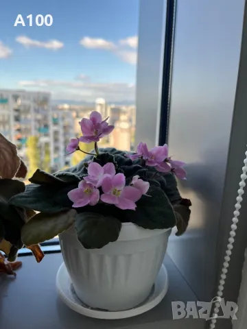 Стайна теменужка (Сентполия), снимка 8 - Стайни растения - 40384305