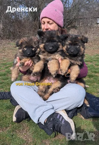 дългокосмести немски овчарки, снимка 1
