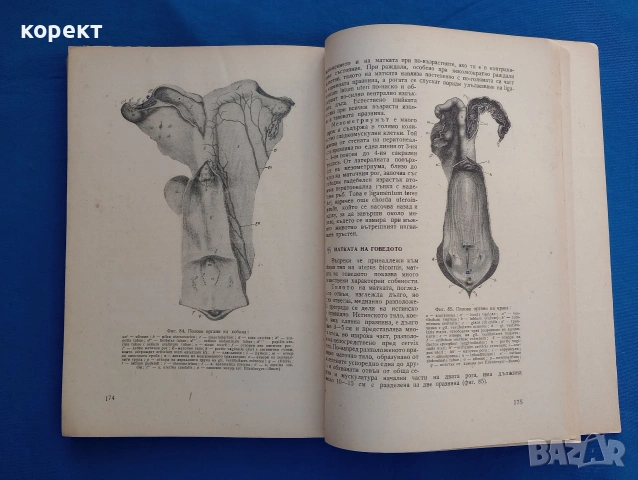 Анатомия на домашните животни , снимка 6 - Специализирана литература - 53076251