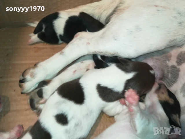 ДЖАК РЪСЕЛ-КУЧЕНЦА 1908251818, снимка 5 - Джак ръсел териер - 51420983