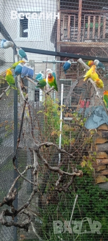 Продавам неразделки, снимка 2 - Папагали - 52706534