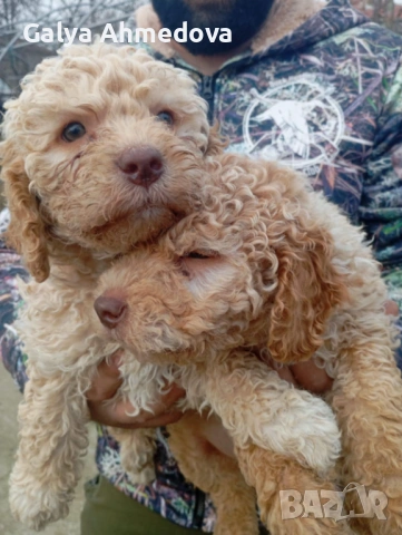 Здравейте продавам чисто кръвни кученца с поставена първа ваксина , снимка 3 - Други - 53210472