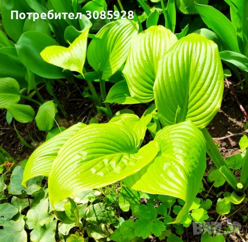 ХОСТА, HOSTA VENYRIKOZA  , снимка 3 - Градински цветя и растения - 40676498