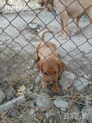 Български барак , снимка 3 - Други - 51121750