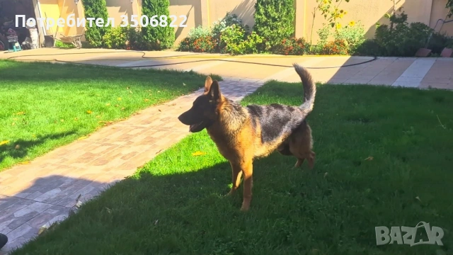 Немски овчарки, снимка 6 - Немска овчарка - 51082246