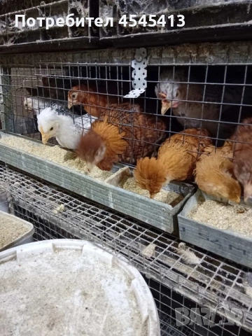 Кокошки ярки, уоман барун, бял легхорн и спербек пилета от селски кокошки, снимка 7 - Кокошки и пуйки - 52341582