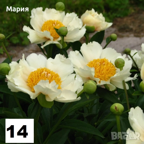 Божури ОГРАНИЧЕНИ БРОЙКИ!, снимка 18 - Сортови семена и луковици - 47242234