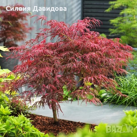 Японски клен Acer