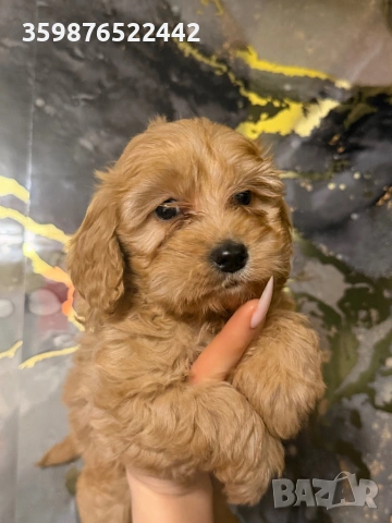 Кокапу , снимка 2 - Пудели - 53558089