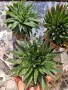 Алое Аристата / Aloe Aristata, снимка 4
