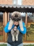Кавказка овчарка , снимка 3