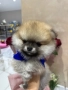 Мини Померани , снимка 8