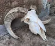 Череп от овен,коч.Рога., снимка 2