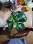 Каланхое дегримонтиана , снимка 1 - Стайни растения - 40634804