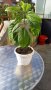 Авокадо, снимка 1 - Градински цветя и растения - 43225188
