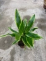 Драцена, снимка 1