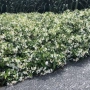 Вечнозелен жасмин , снимка 4