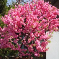 Японска Слива-(Prunus triloba)Промоция!!!, снимка 3 - Градински цветя и растения - 32561514