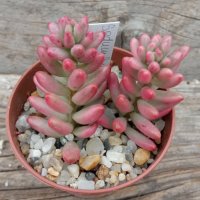 Sedum rubrotinctum Aurora или Pink Jelly Beans, снимка 1 - Стайни растения - 39861822