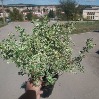 Абелия/ Abelia x grandiflora 'Confetti', снимка 6 - Разсади - 37551816