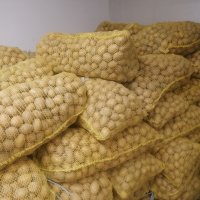 Продавам семе Картофи сорт Сорая Агрия и Агата цена 1.20лв/кг област Пловдив , снимка 8 - Домашни продукти - 43341859