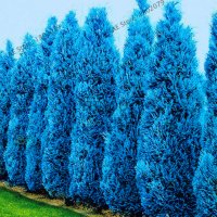 100 бр. семена кипарис синя елха бор сини иглолистни кипарисови дървета бонсай екзотични за градина , снимка 4 - Сортови семена и луковици - 28955046