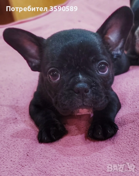 2 дами Френски булдог , снимка 1