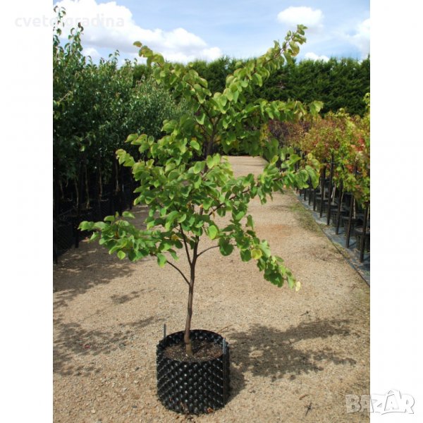Cercis siliquastrum 100/125 див рожков, снимка 1