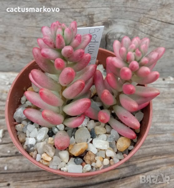 Sedum rubrotinctum Aurora или Pink Jelly Beans, снимка 1