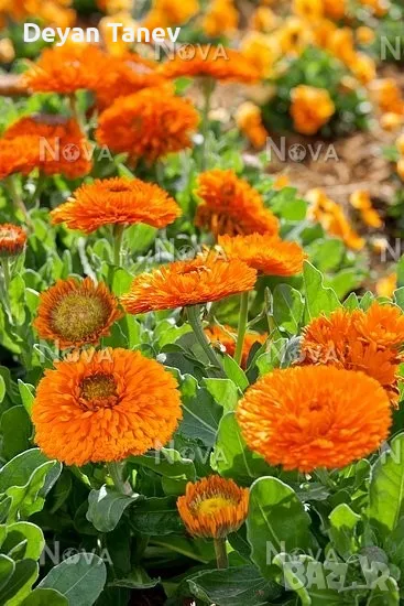 Разсад Невен, цена 1 лв броя., снимка 1