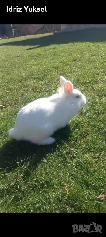 Декоративен заек, снимка 1