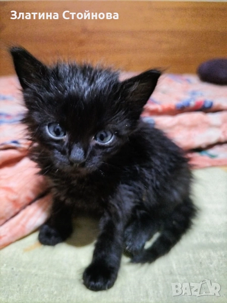 Гальовни сладури търсят своя дом и семейство, снимка 1