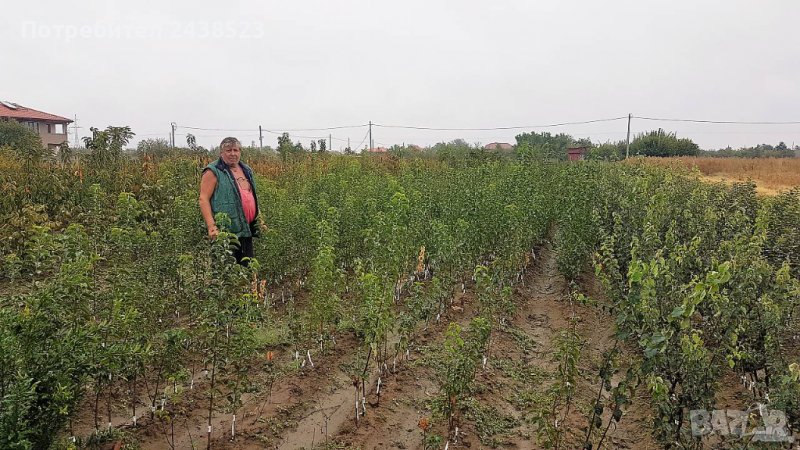 Елитни овощни дръвчета от разсадник Асенов, снимка 1