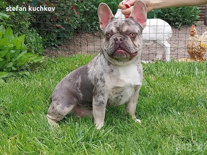 За РАЗПЛОД Мерле Тан, снимка 1