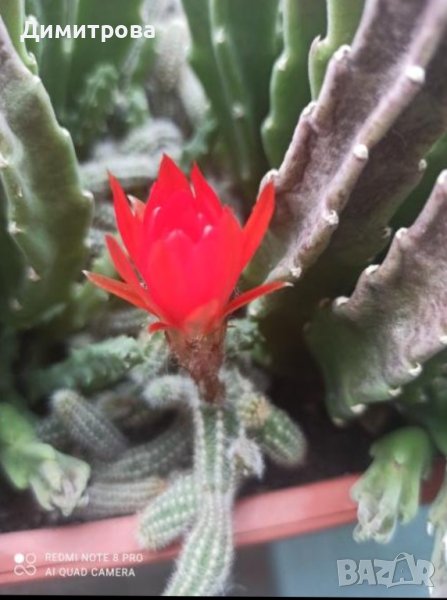 Сукуленти, снимка 1