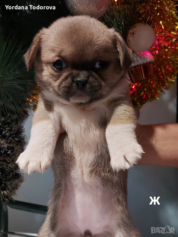 Продавам кучета Пекинез! 🐶, снимка 1