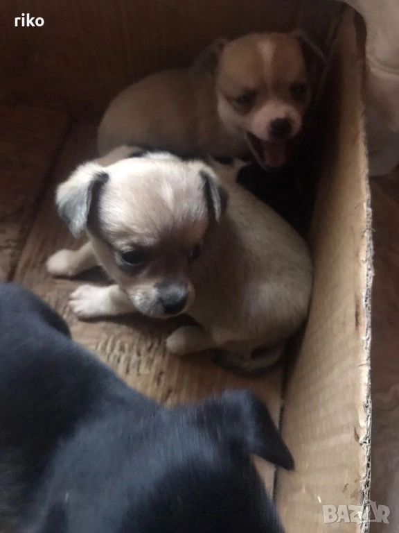 Продавам малки пинчерчета , снимка 1