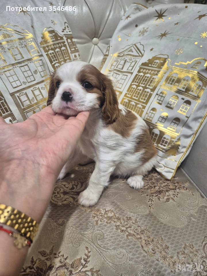 Кавалер Кинг Чарлз шпаньол , снимка 1