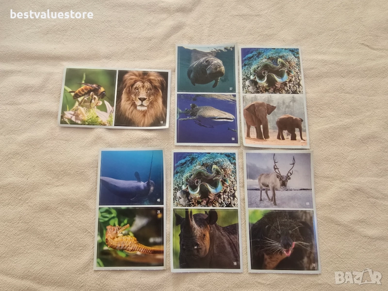 Стикери Невероятните Животни По Света, снимка 1