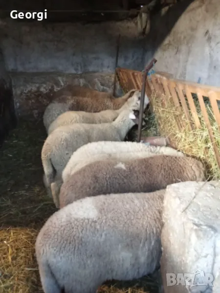 Продавам Шилешко, агнешко ЦЕЛОГОДИШНО гр. Пазарджик, снимка 1