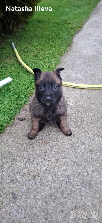  Белгийска овчарка малиноа , снимка 1