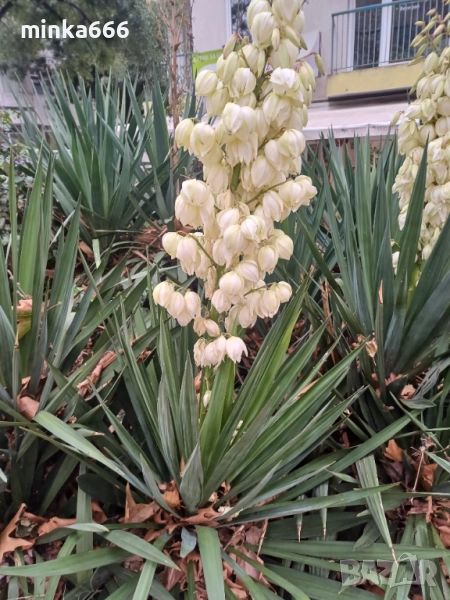 Градинска юка., снимка 1