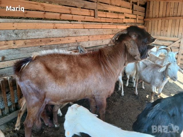 Продавам пръч, снимка 4 - Кози - 51492594